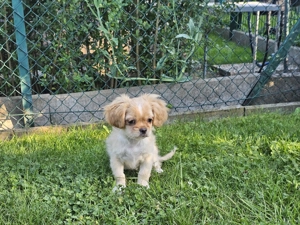 Ein kleiner Junge sucht noch sein für immer Zuhause Bild 2