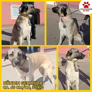große Kangal Mischlings-Hündin Gertruda sucht ein Zuhause