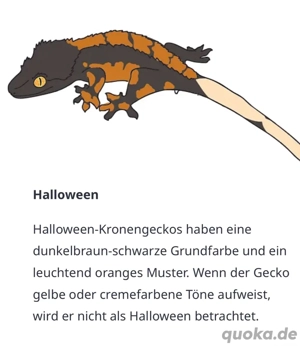 Suche Halloween Kronengecko Weibchen