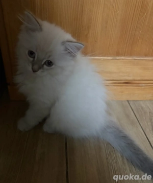 Bkh-Ragdoll mischlinge