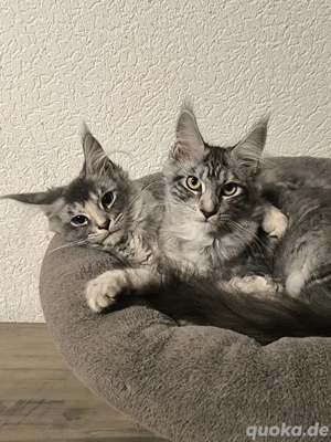 Maine Coon kitten mit Stammbaum