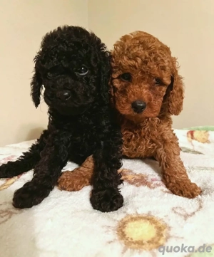 Poodle  Suchen  neues zu hause 