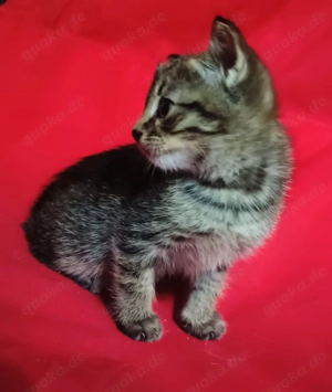 BKH Gentleman Kater   Katze Baby . Bild 4
