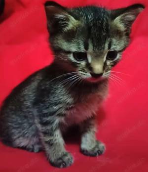 BKH Gentleman Kater   Katze Baby . Bild 5