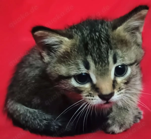BKH Gentleman Kater   Katze Baby . Bild 2
