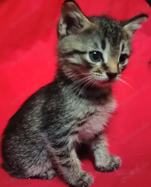 BKH Gentleman Kater   Katze Baby . Bild 3