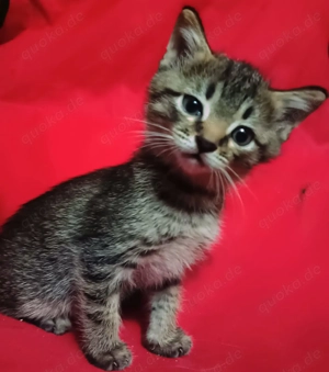 BKH Gentleman Kater   Katze Baby . Bild 7