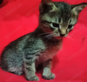 BKH Gentleman Kater   Katze Baby . Bild 6