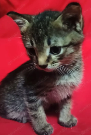 BKH Gentleman Kater   Katze Baby . Bild 8