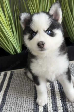 F1 Pomsky Welpen abholbereit
