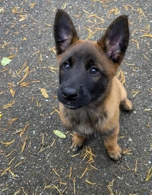 KPL Healthy Niedliche belgische Schäferhundwelpen zu verkaufen(Malinois).