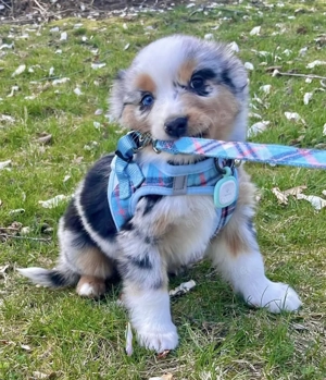Hilmoun Australian Shepherd Welpen abzugeben!!
