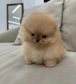 Juinda Niedliche Pomeranian-Welpen bereit