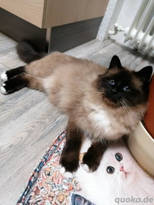 Heilige Birma Deckkater