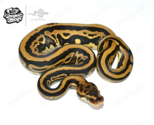 0.1 Mahogany Yellowbelly Fire Leopard 100% HET Clown, Königspython 
