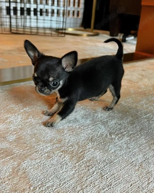 Hilmoun Mini-Chihuahua-Welpen abzugeben