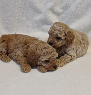 Reinrassige toy-pudel welpe