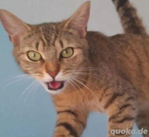 Bkh katze in liebevolle Hände abzugeben. 