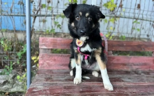 Siska sucht ein ruhiges Zuhause Bild 2