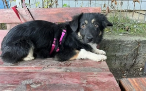 Siska sucht ein ruhiges Zuhause Bild 4