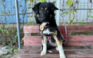 Siska sucht ein ruhiges Zuhause