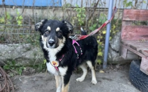 Zuhause gesucht für Matz