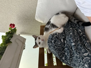 Kater in liebevolle Hände abzugeben 