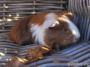 Hübsche kleine Meerschweinchen Jungs auch Erzieher suchen Zuhause 