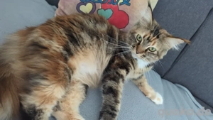 Maine coon Mädchen 