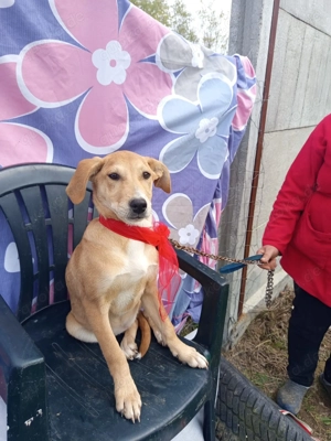 Welpe Alma, 5 Monate, wird ca. 55 cm