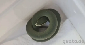 Philodryas baroni Schlange