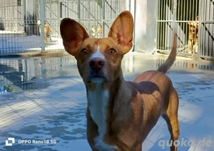 Hallo, ich bin MURPHY     und vielleicht dein neuer bester Freund 