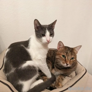 Katzenpaar Sunny & Marvin 