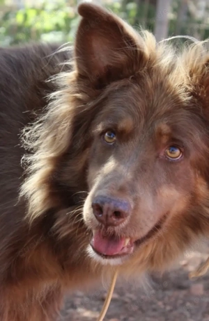 RIBO sucht Familienanschluß