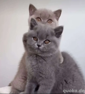 BKH Kitten Reinrassige 