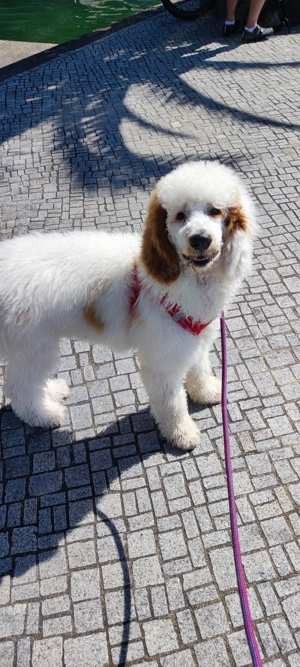 Wunderschöner Standard-Großpudelrüde sucht liebevolles Zuhause