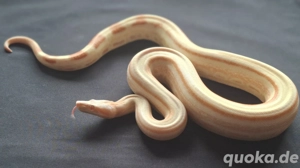 0.1 Albino Motley het Leopard 