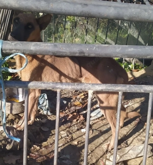 Malinois Mix Hündin 7 Jahre, davon fast alle im Zwinger gehalten. Haut und Knochen derzeit