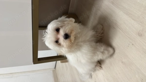 Süßer Malteser sucht ein Zuhause 