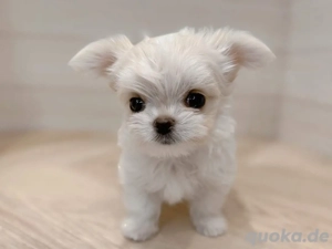 Malteserwelpe zur Adoption