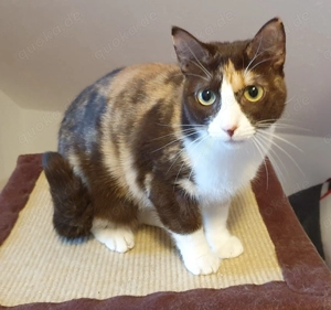 NIkita sucht Einzelplatz mit Schmusegarantie