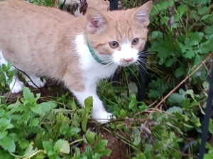 EKH Mix Kitten Rot Weiss Kater und Kätzchen