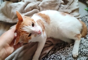 Kätzchen aus dem Tierschutz