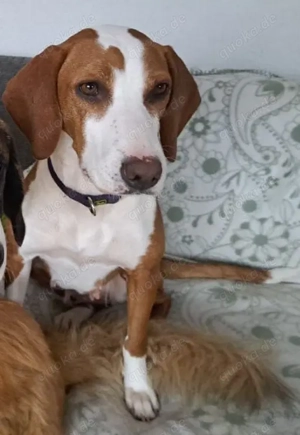 Posavski Gonic Mix Rüde 60cm 25kg 1J Ausreise nach Adoption Bild 7