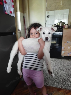 Mini Labrador Mix Hündin 8 Mon Kinderlieb weiss Ausreise nach Adoption Bild 10