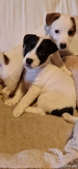 Jack Russell Welpe