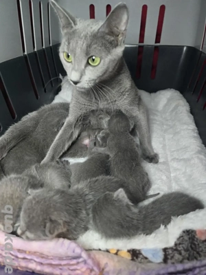 Russisch Blau mit Stammbaum M W Kitten, Eltern 8 Tests 