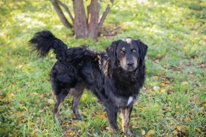 *WHISKY* - Der Rüde ist aufgeschlossen und neugierig und liebt Beschäftigungen