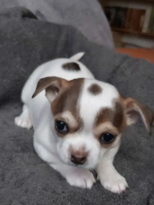 Chihuahuawelpen suchen neues Personal! 