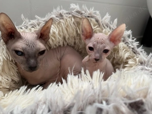 Wunderschöne reinrassige Don Sphynx Kitten
